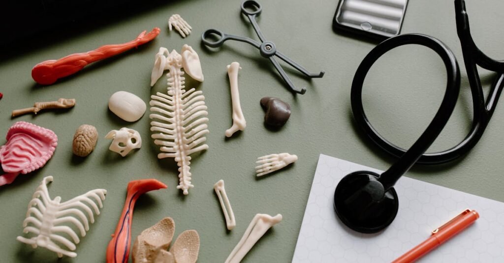 Flat lay of medical anatomy model parts, stethoscope, and tools on a green surface for educational or healthcare themes.