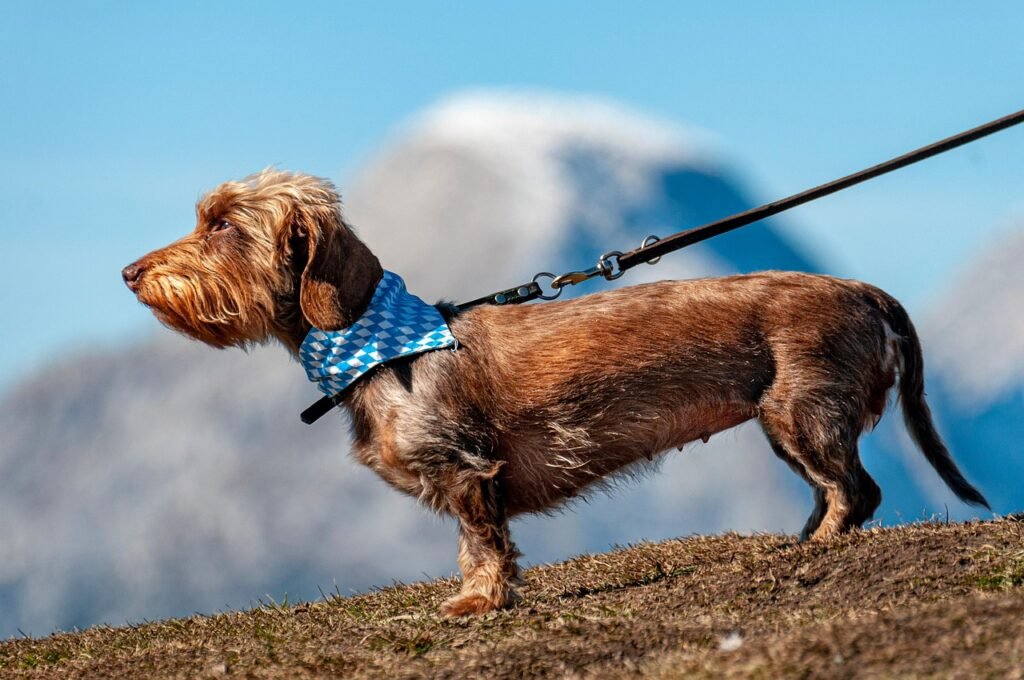 dog, pet, leashed, canine, animal, puppy, fur, snout, mammal, dog portrait, nature, animal world